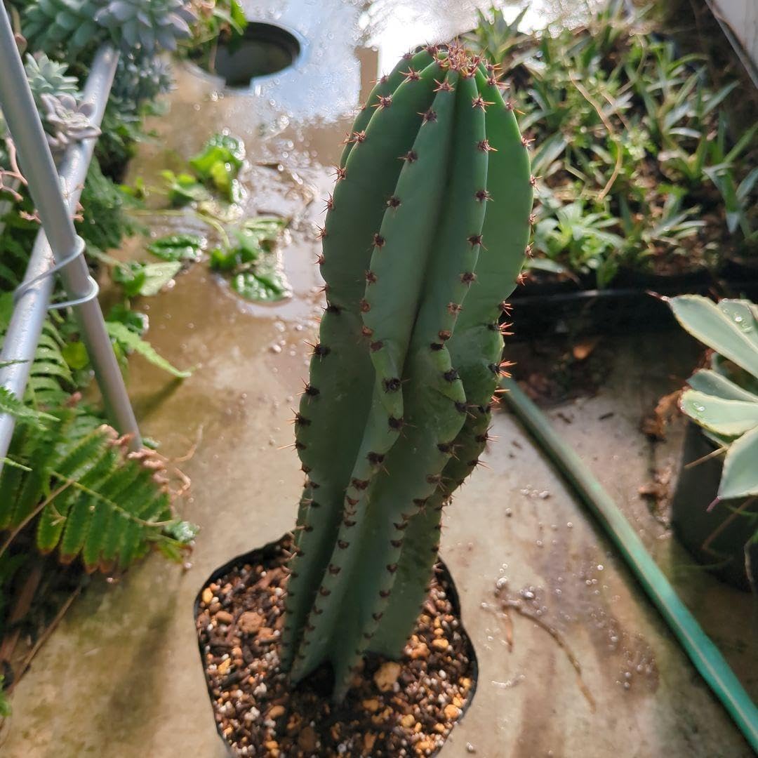 ユッカ ロストラータ 72苗 鉢のまま発送 ユッカロストラータ 10苗 鉢の